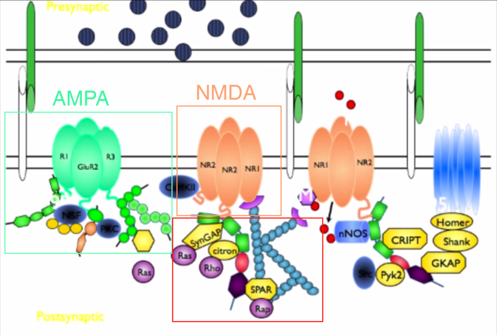 nmda-and-ampa-receptors